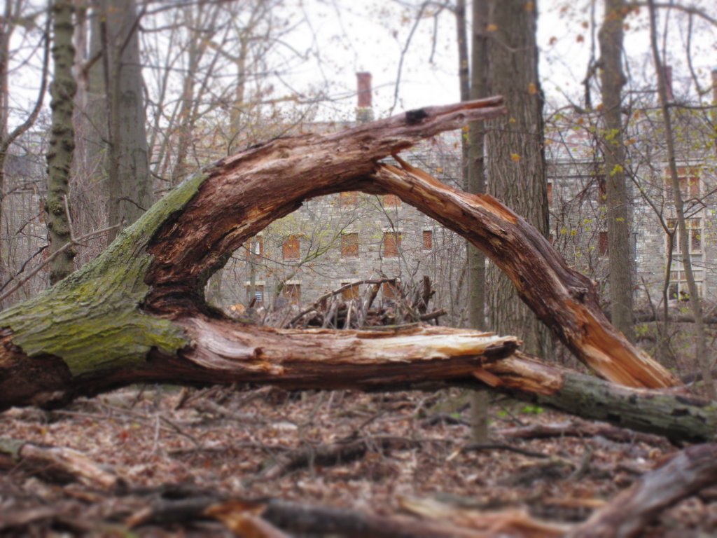 Fallen tree frames Schoellkopf Hall in the distance. Deveaux Woods State Park. 