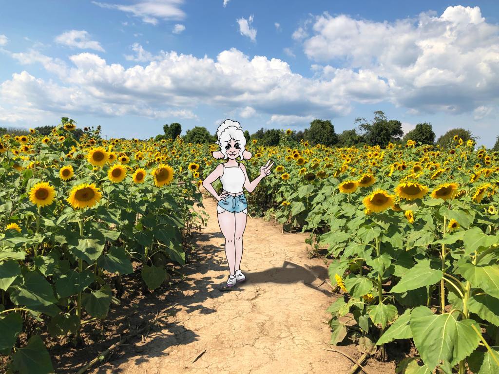 Sheepie at the Sunflowers of Sanborn
