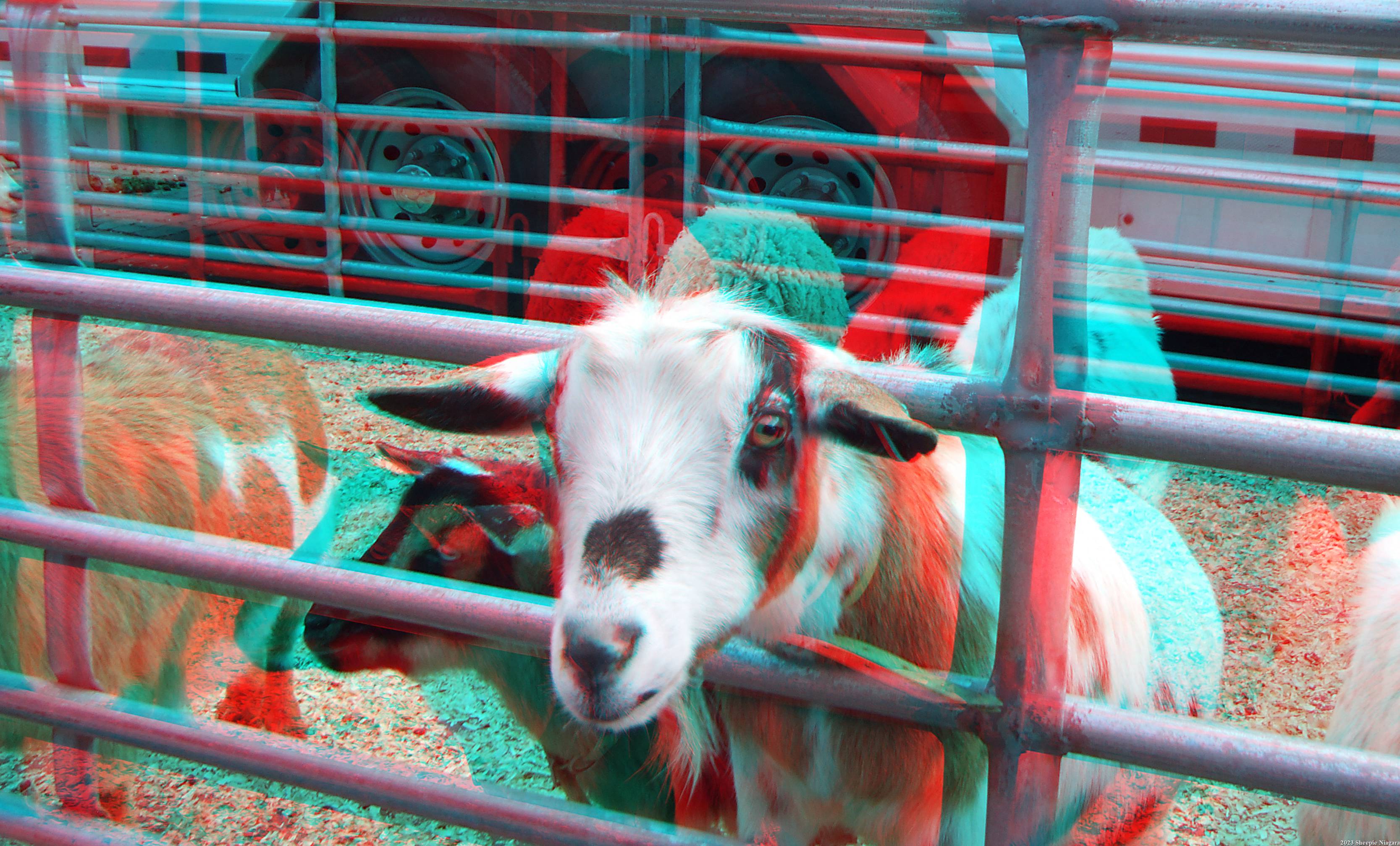 Anaglyph 3D view of a goat on Old Falls Street, Niagara Falls, NY