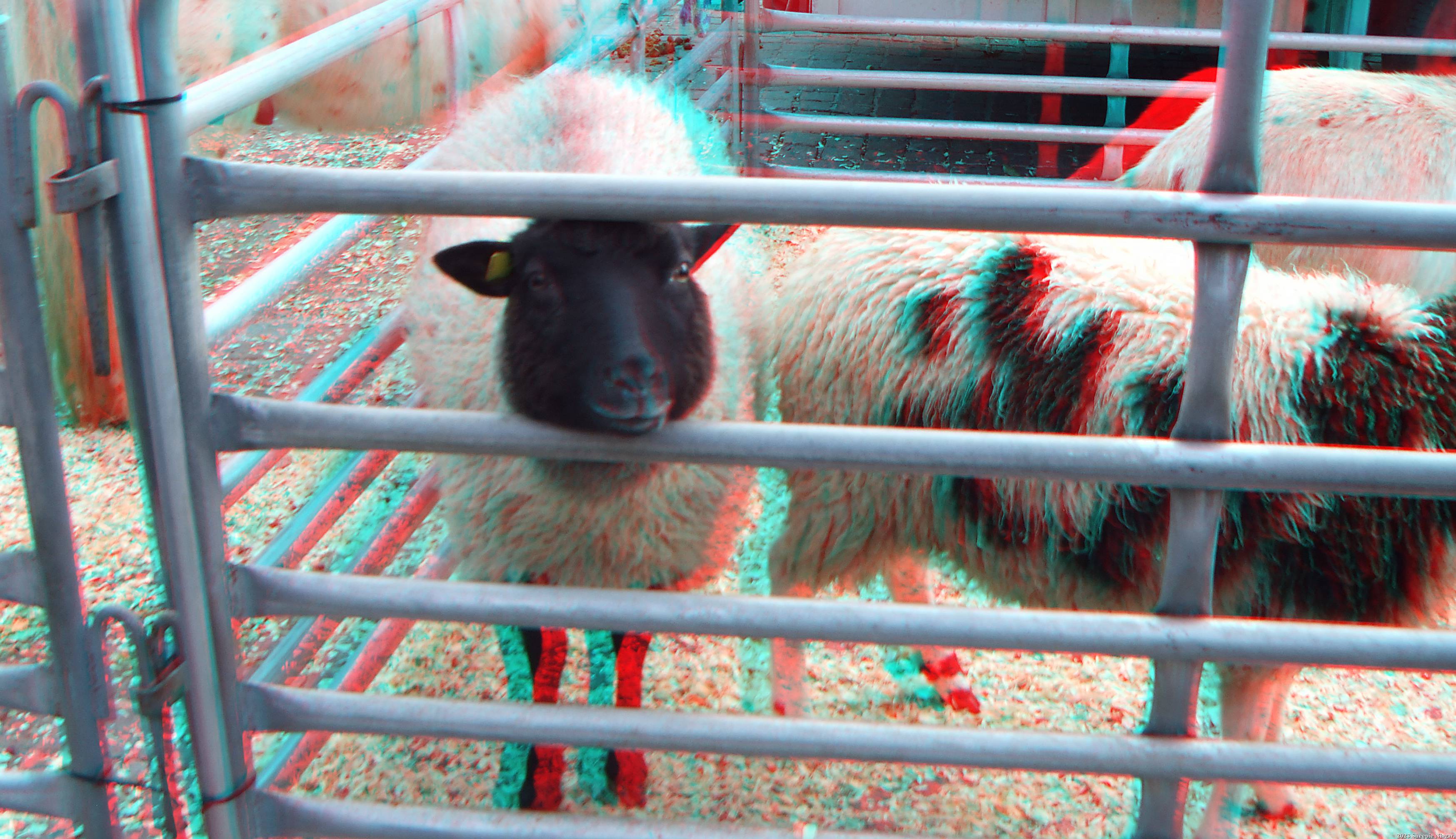 Anaglyph 3D view of sheep on Old Falls Street, Niagara Falls, NY