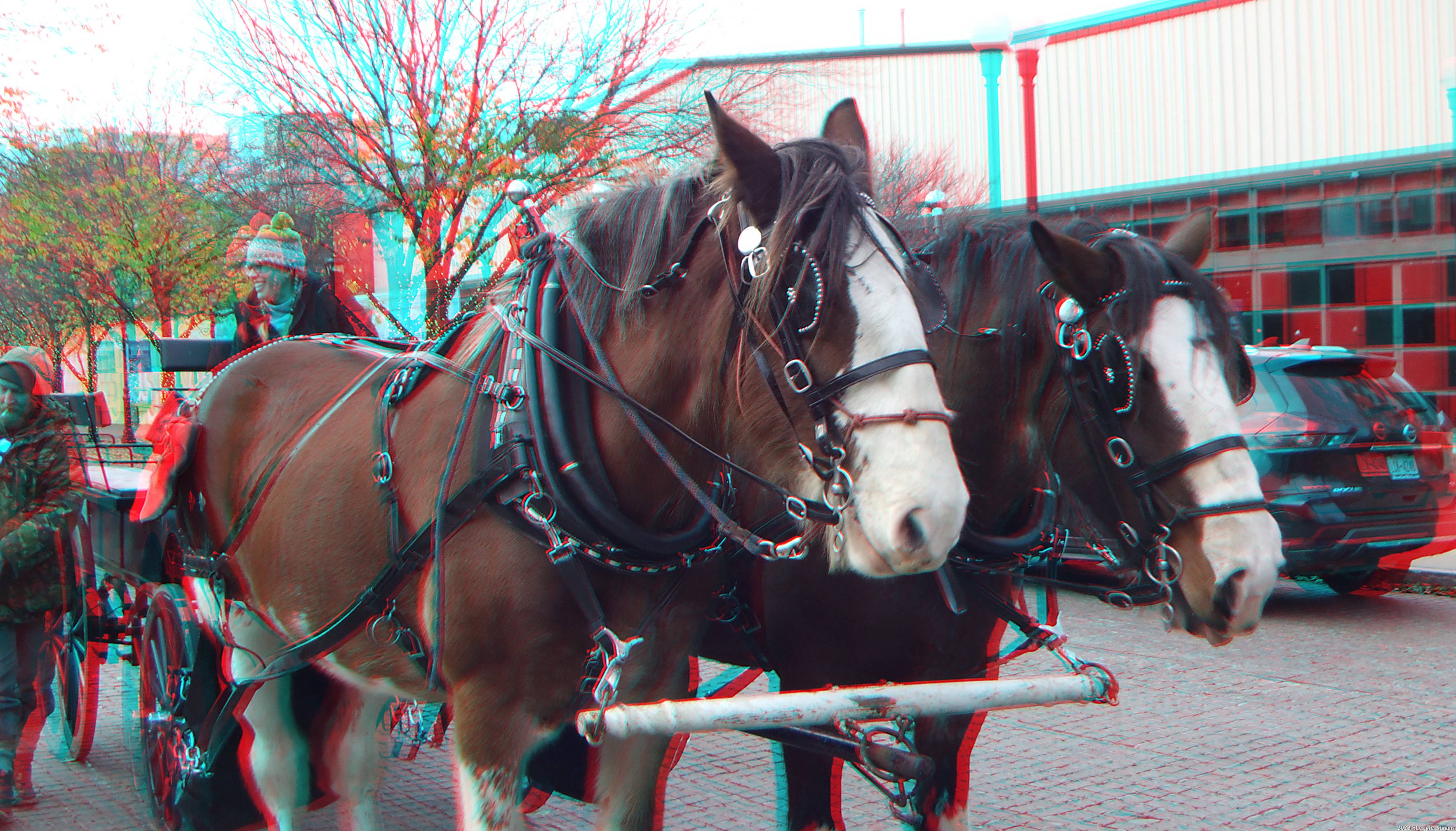 Anaglyph 3D view of Clydesdale horses pulling wagonette on Old Falls Street, Niagara Falls, NY
