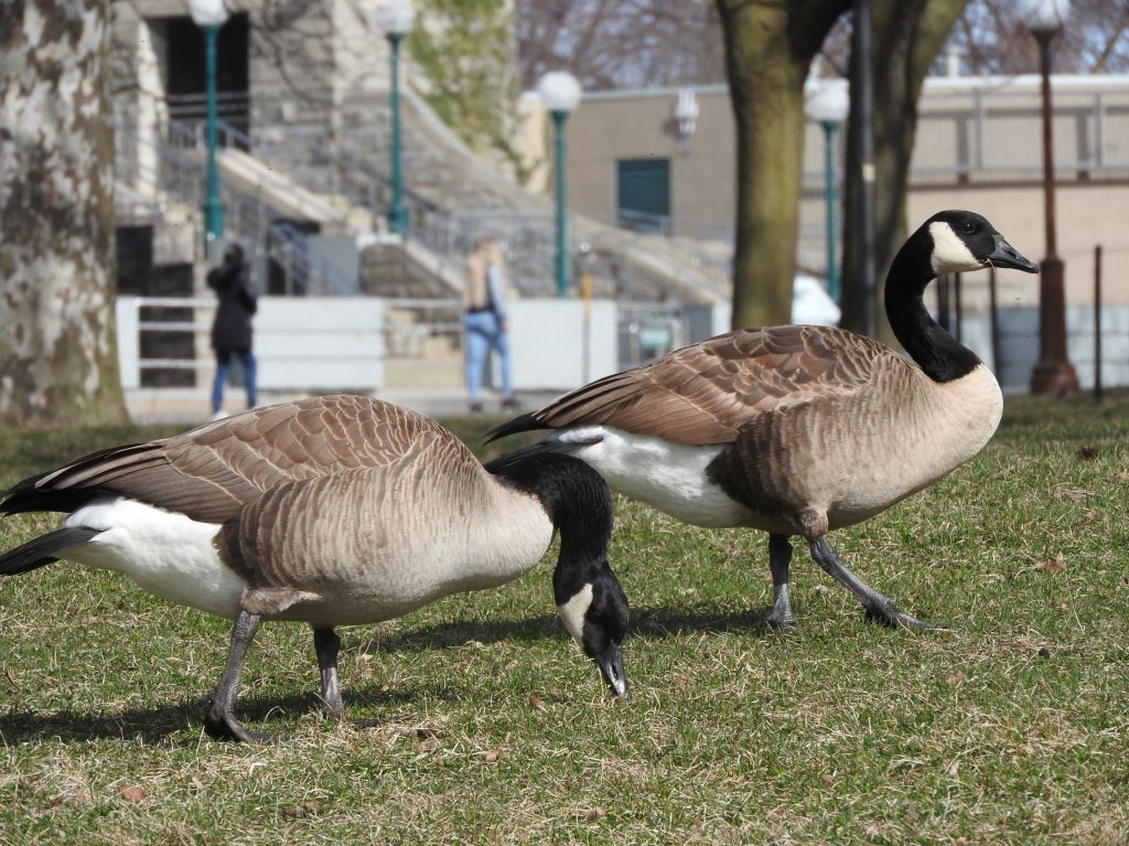 two geese at Niagara Falls State Park