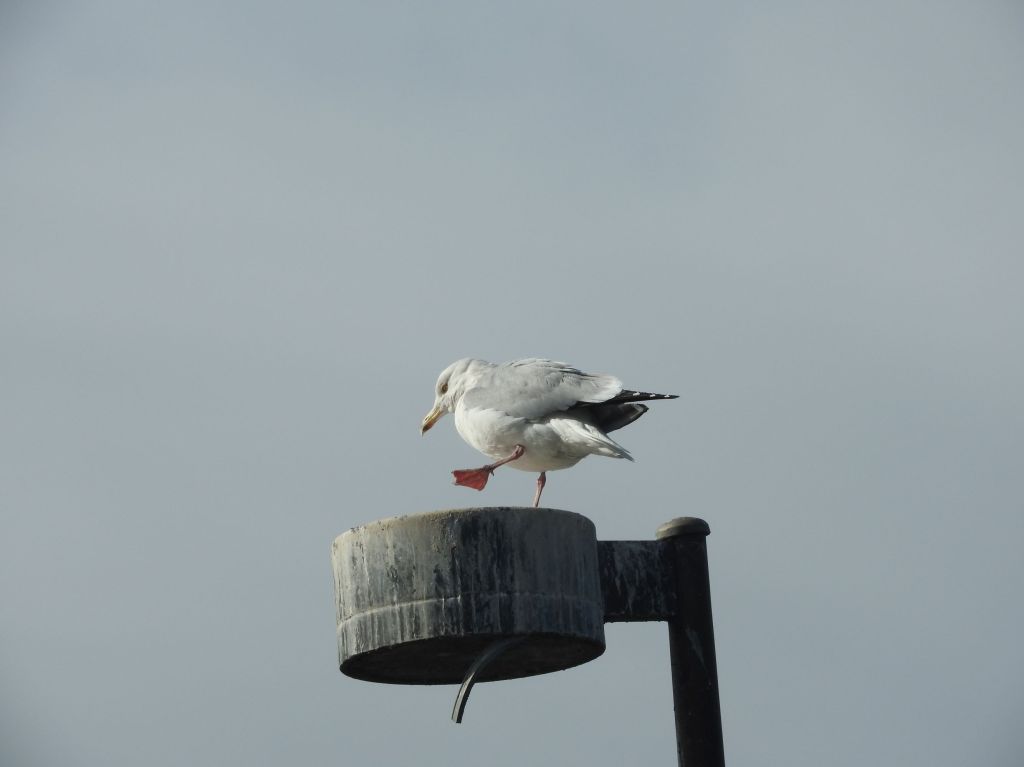 seagull lifting leg on top of lamp post