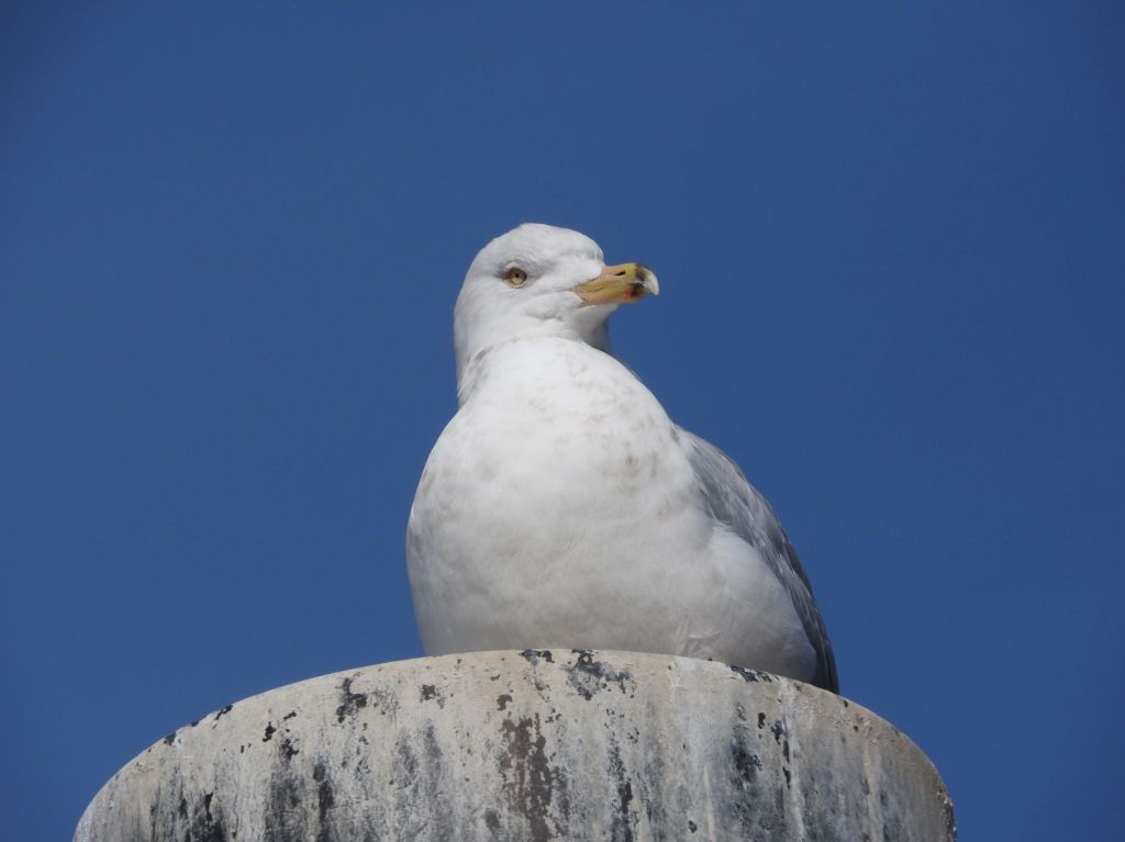Close-up of ring bill gull at Niagara Falls State Park