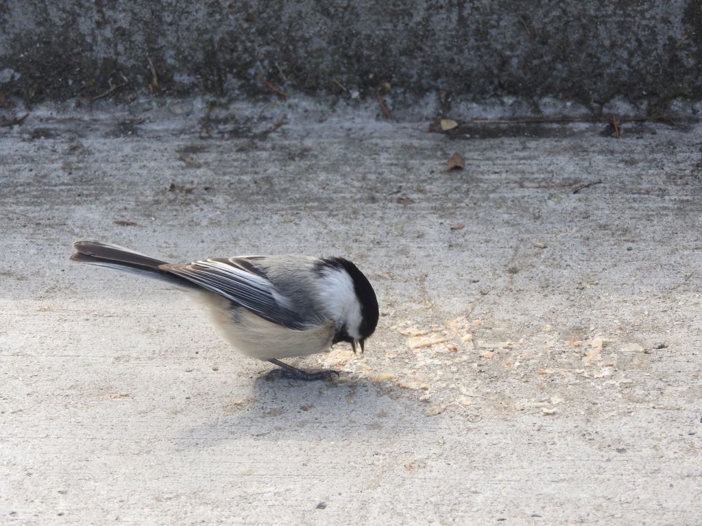 bird in Niagara Falls State Park