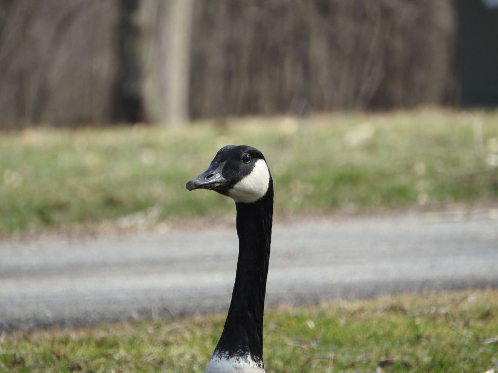 a handsome goose at Niagara Falls State Park