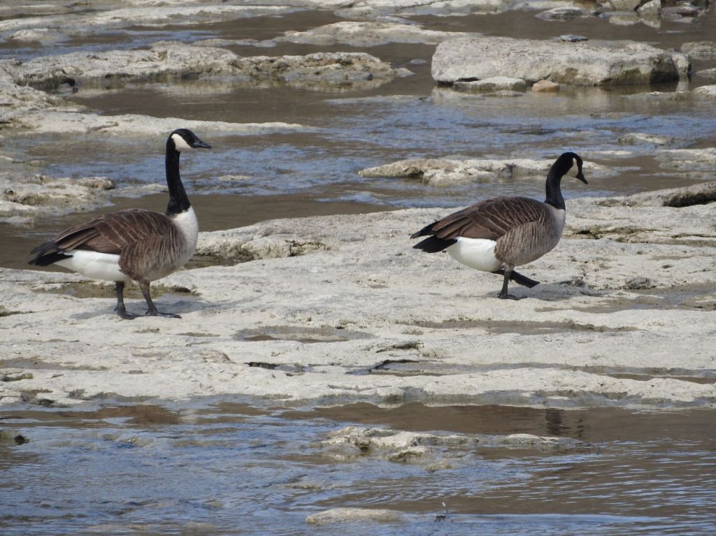 Two Canadian geese near Three Sisters Islands in Niagara Falls State Park