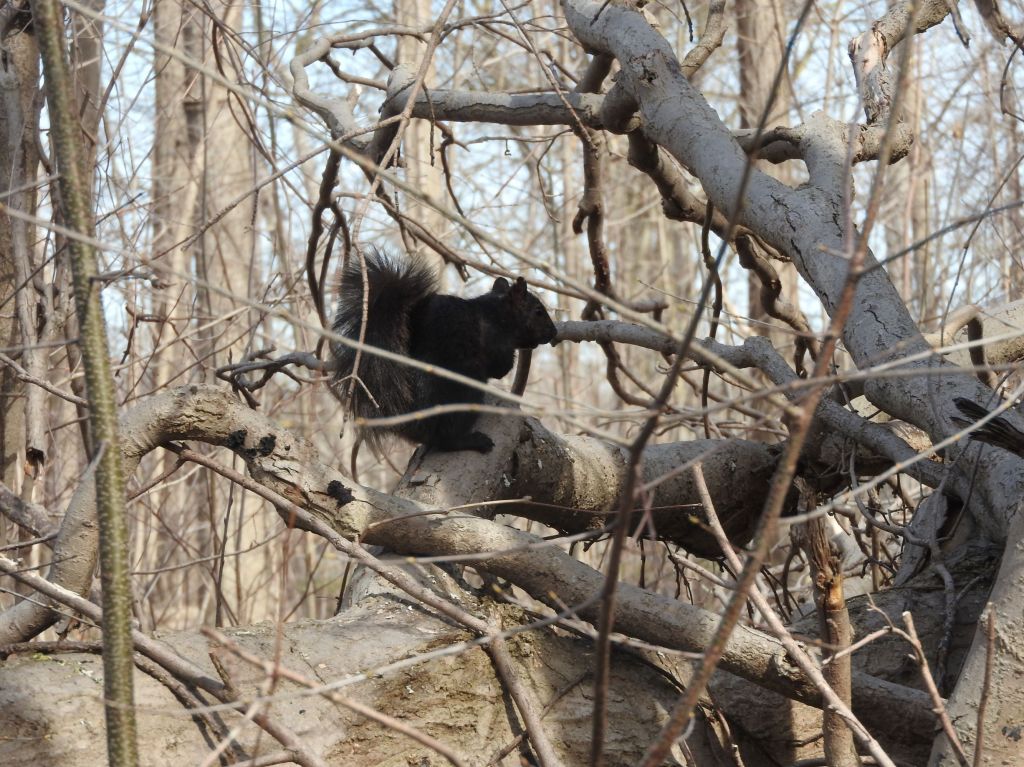 black squirrel in Niagara Falls State Park