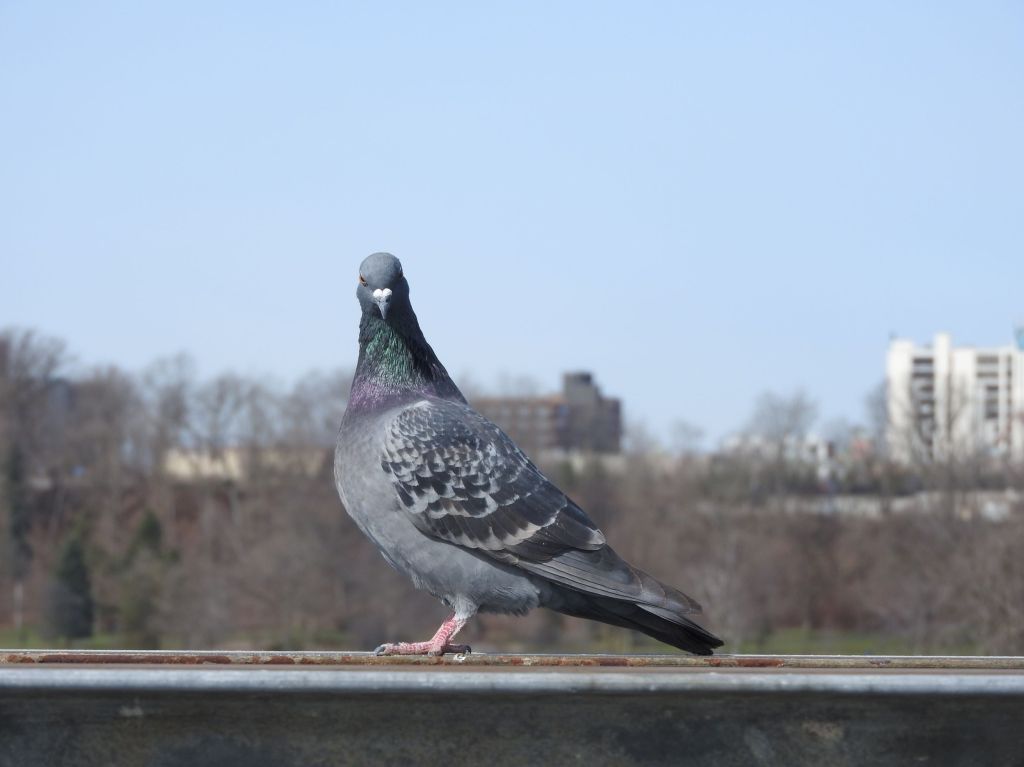 A stern pigeon at Niagara Falls State Park
