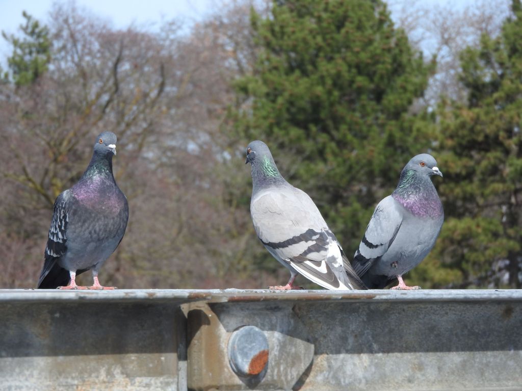 three pigeons at Niagara Falls State Park