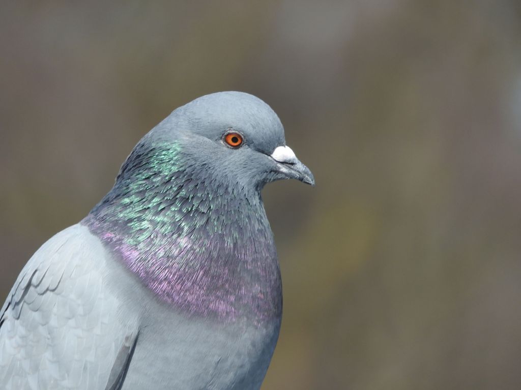 close up of a pigeon at Niagara Falls State Park