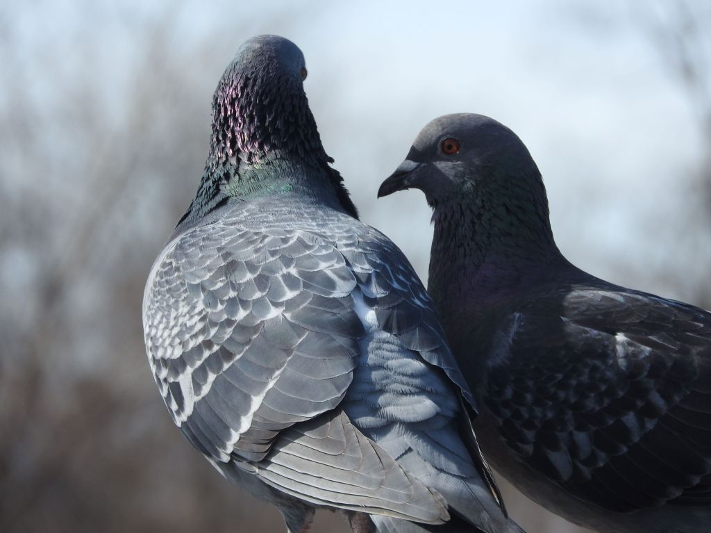 pigeons at Niagara Falls state park
